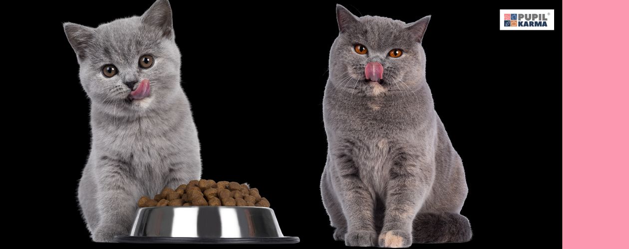 Podstawowe zasady żywienia. Na czarnym tle kociak brytyjskiego kota przed miską z karmą i obok dorosły brytyjski kot. Po prawej różowy pas i logo pupilkarma.